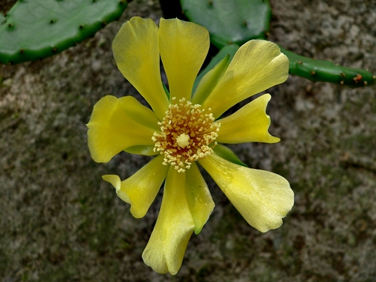 {Opuntia humifusa}